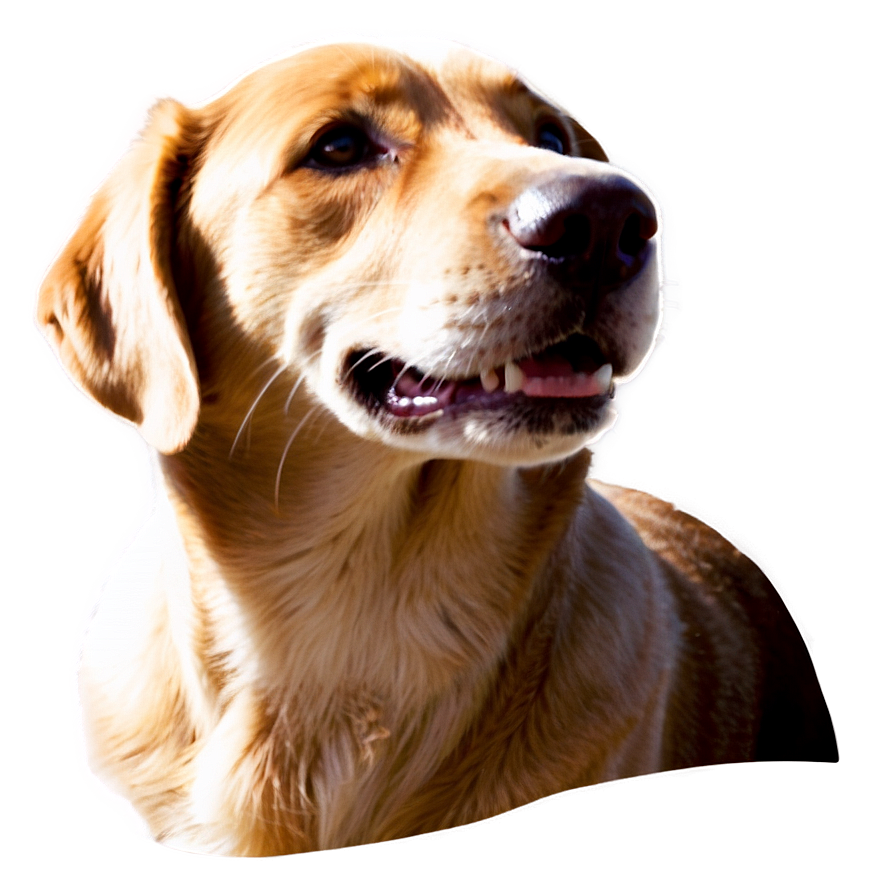 Cute Dog Face Png 05042024 PNG Image