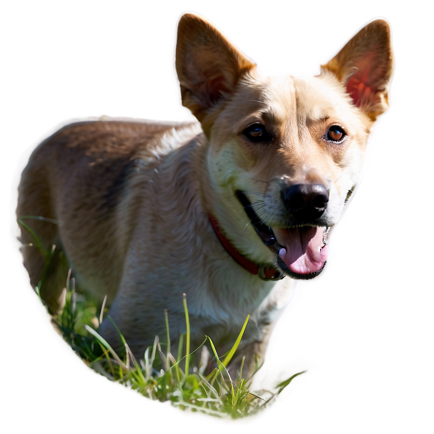 Cute Dog Snout Png Hip PNG Image