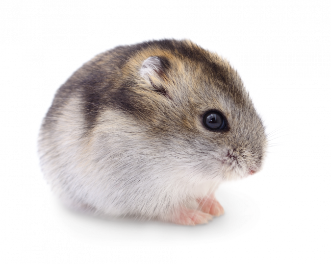 Cute Hamster Side View PNG Image