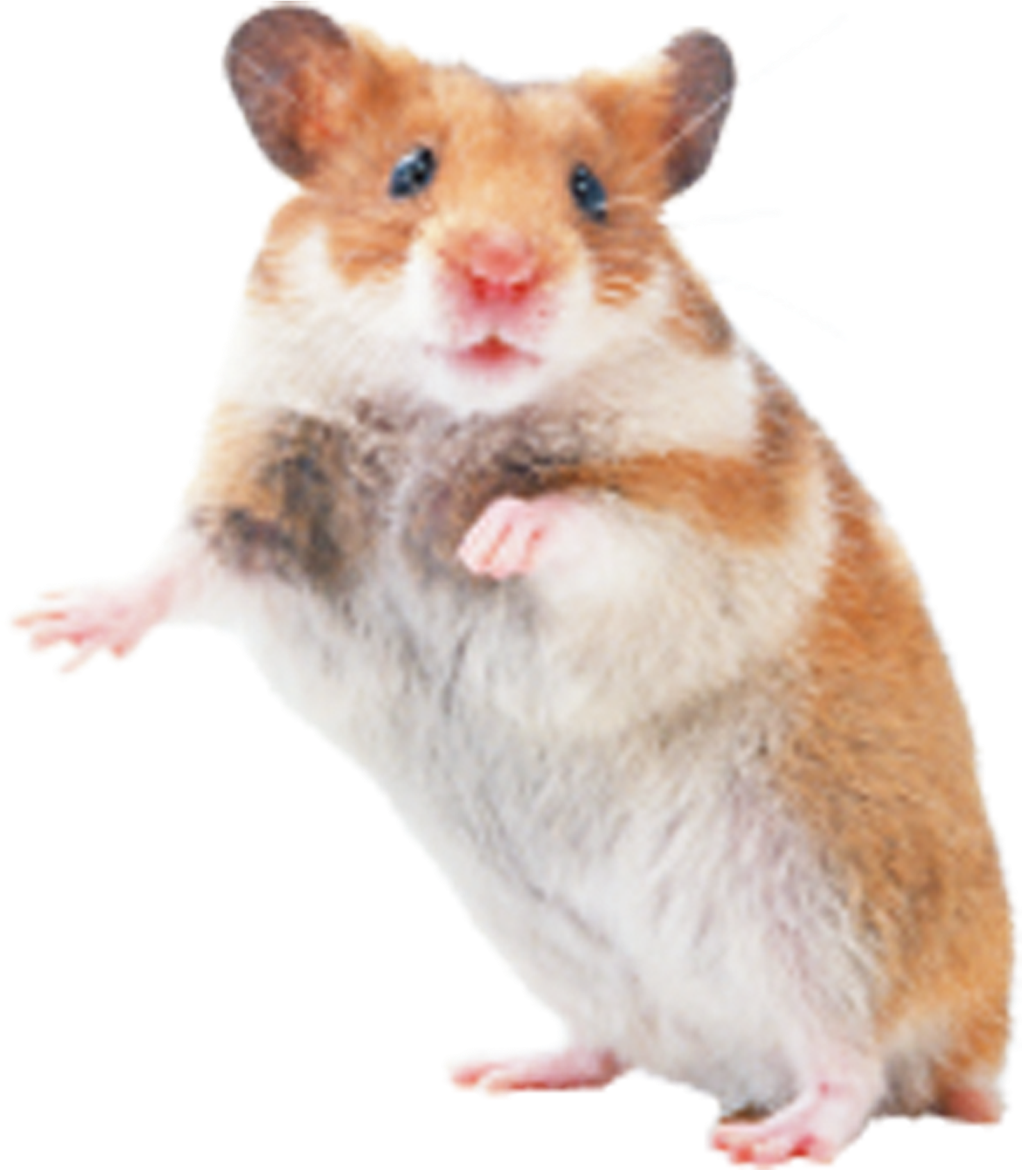 Cute Hamster Standing PNG Image