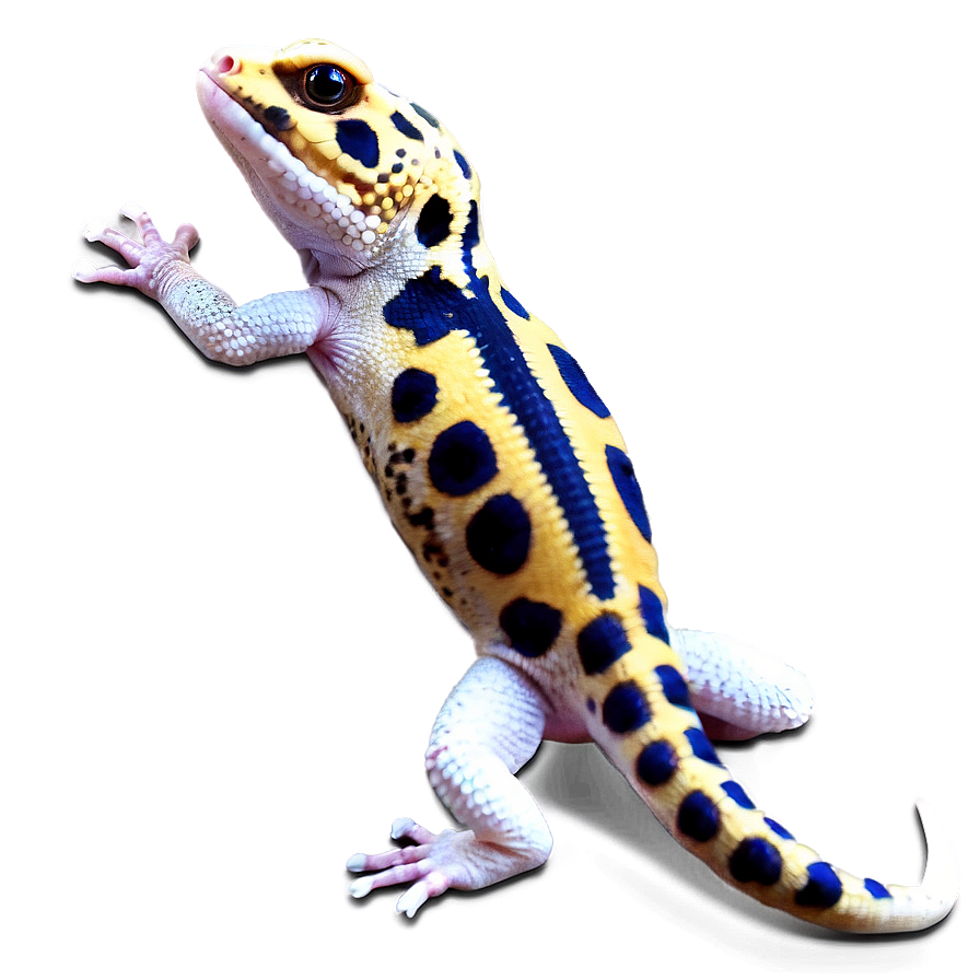 Cute Leopard Gecko Png Omr25 PNG Image