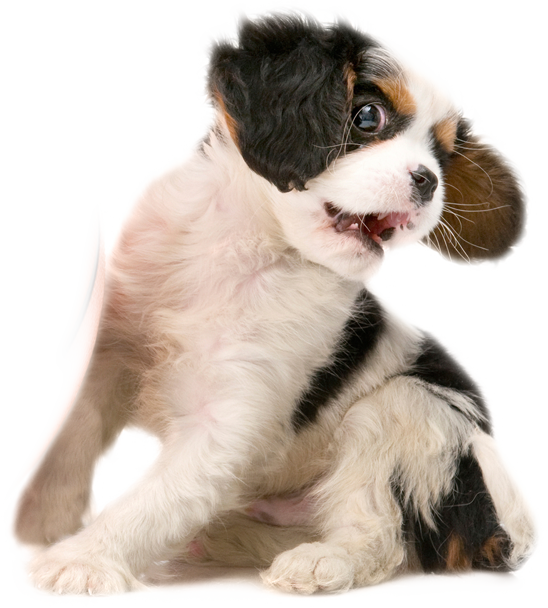 Cute Puppy Looking Back PNG Image