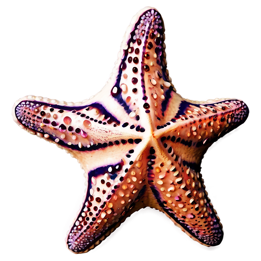 Cute Starfish Graphic Png 3 PNG Image