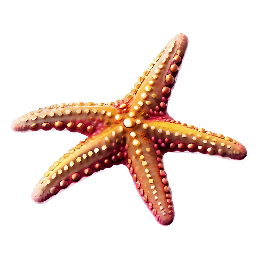 Cute Starfish Graphic Png Chq PNG Image