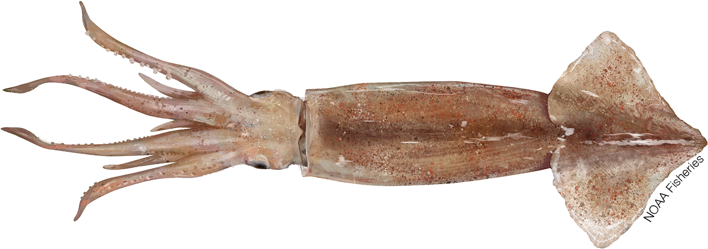 Cuttlefish Specimen N O A A PNG Image