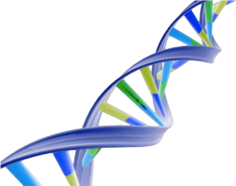 D N A Double Helix Structure PNG Image