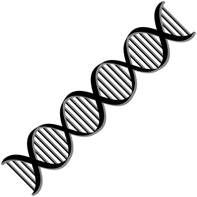 D N A Double Helix Structure PNG Image