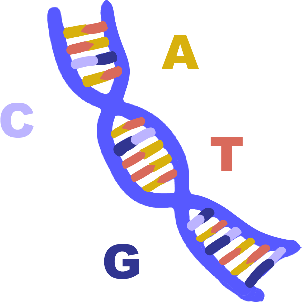 D N A_ Structure_with_ Nucleotide_ Labels PNG Image