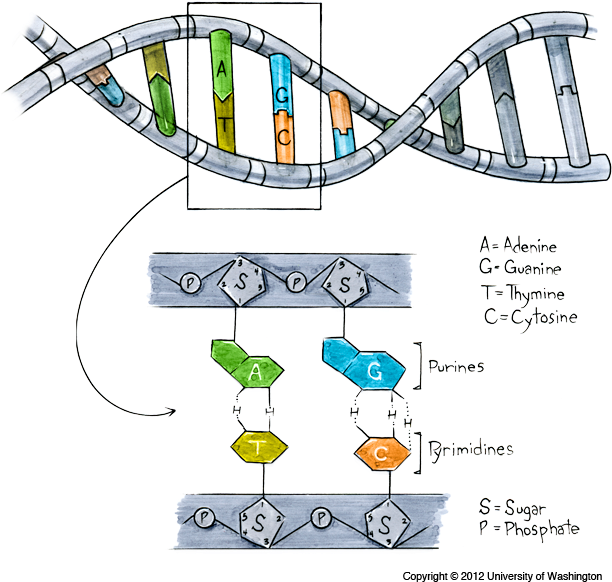 D N A Structureand Bases Illustration PNG Image