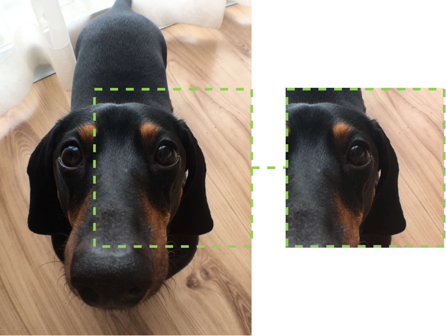 Dachshund Close Up Portrait PNG Image