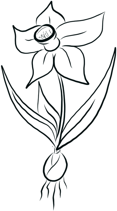 Daffodil Line Drawing PNG Image