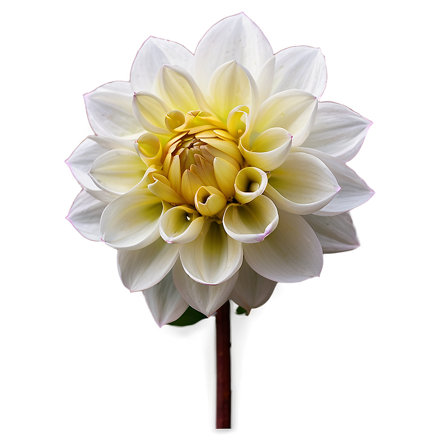 Dahlia B PNG Image