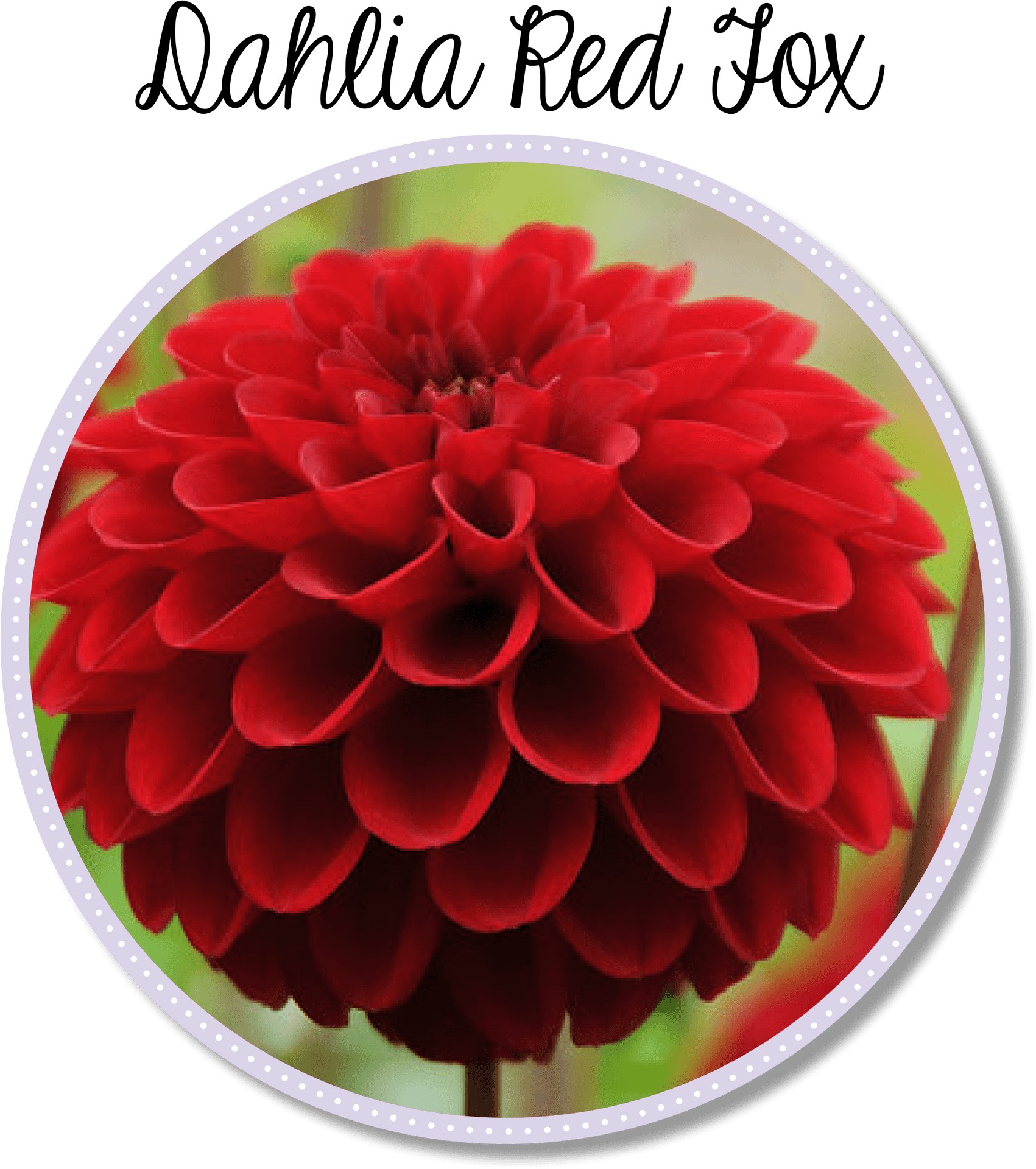 Dahlia Red Fox Flower PNG Image