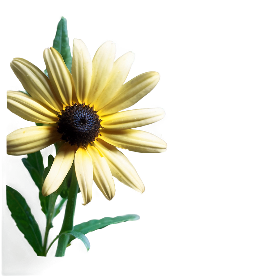 Dainty Black Eyed Susan Png Frv PNG Image