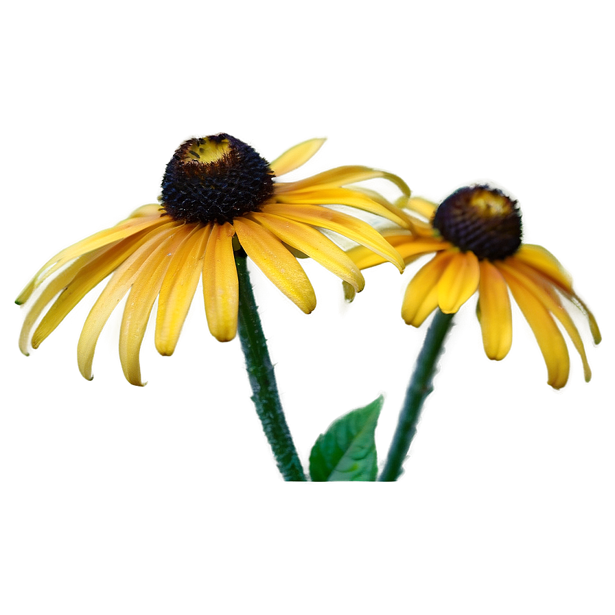 Dainty Black Eyed Susan Png Iwc PNG Image