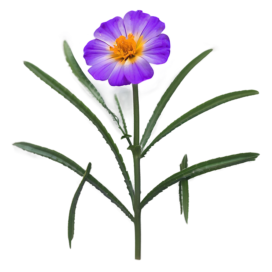 Dainty Marigold Png 06252024 PNG Image