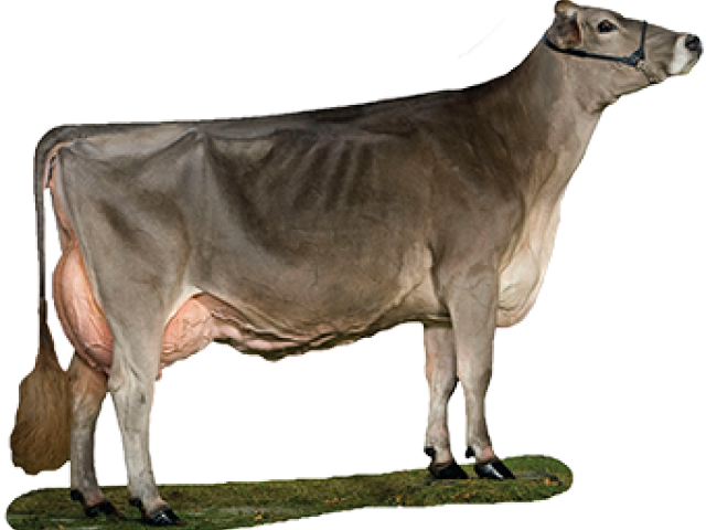 Dairy Cow Standing Profile PNG Image