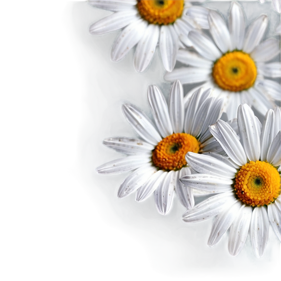 Daisy Background Png Hnb PNG Image