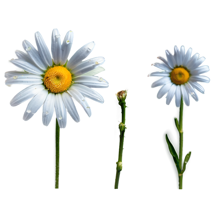 Daisy Bloom Png Gfh8 PNG Image