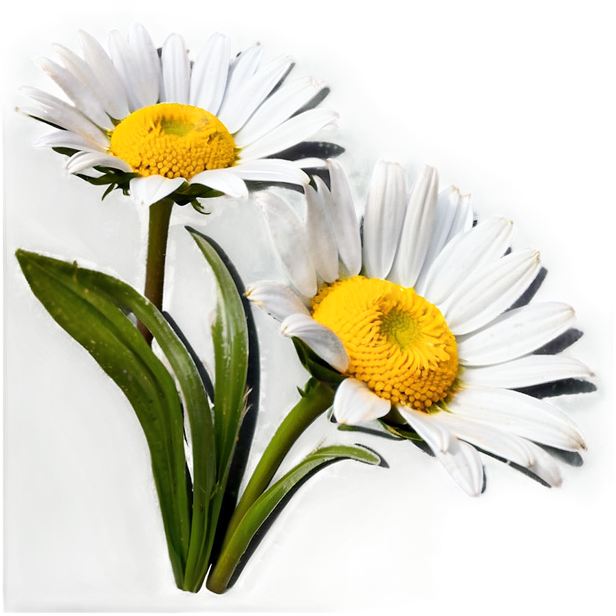 Daisy Bunch Png 05212024 PNG Image