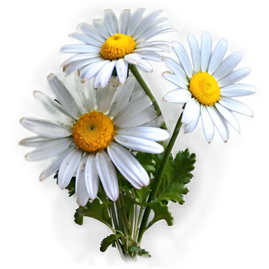 Daisy Bunch Png Qub51 PNG Image