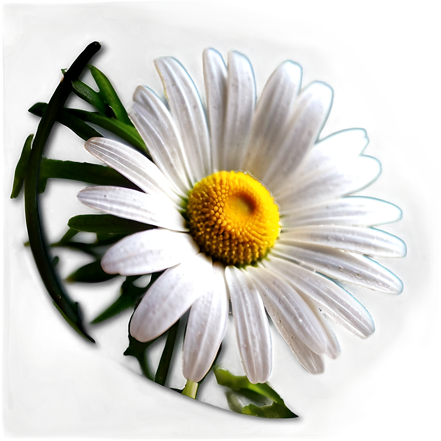 Daisy Decoration Png 14 PNG Image