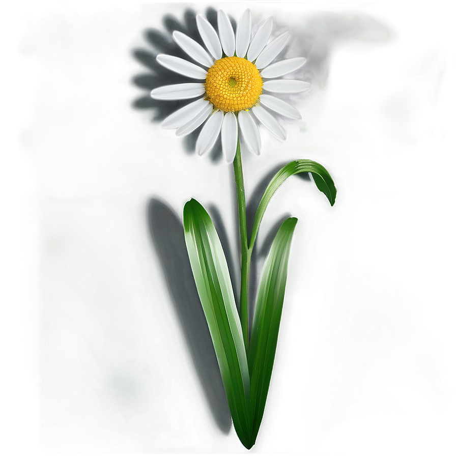 Daisy Design Png Vai PNG Image