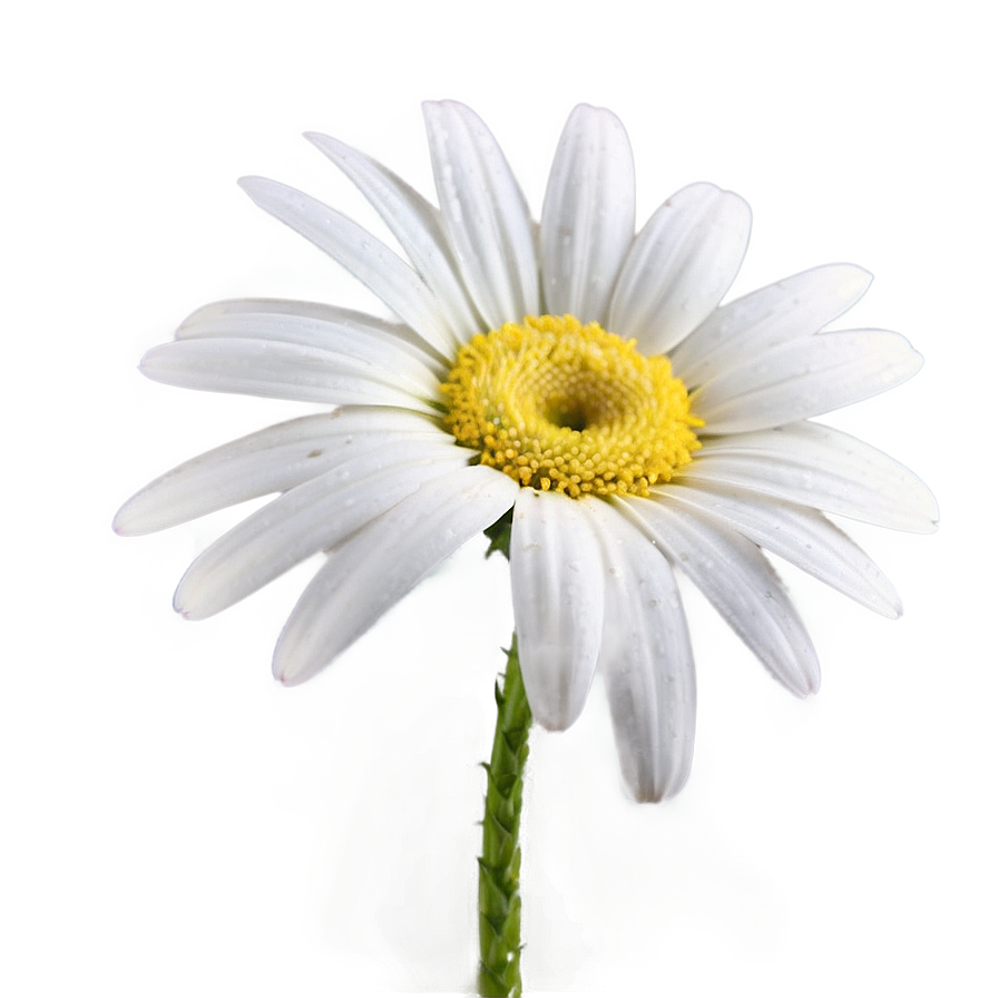 Daisy Detail Png Ipp11 PNG Image