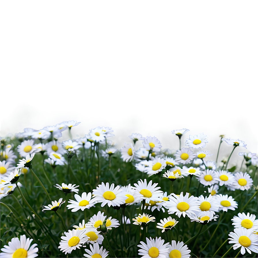 Daisy Field Png 13 PNG Image