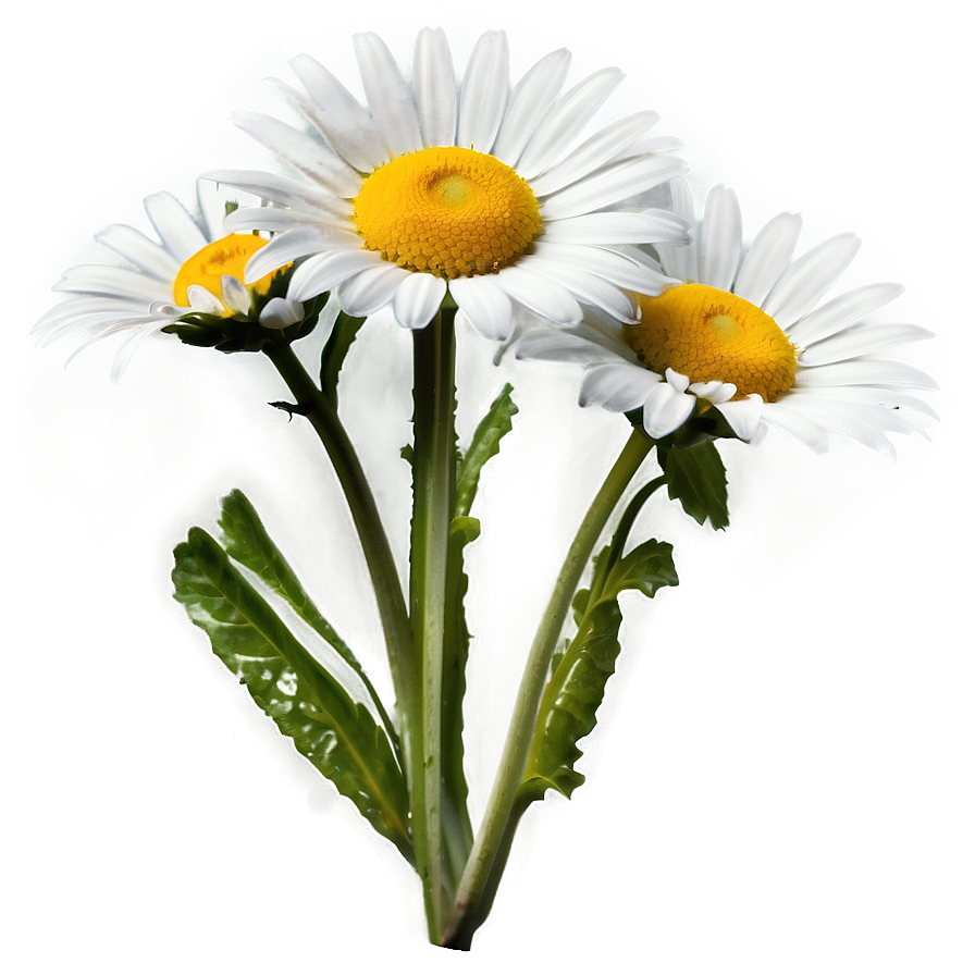 Daisy Flower Png Gnu PNG Image