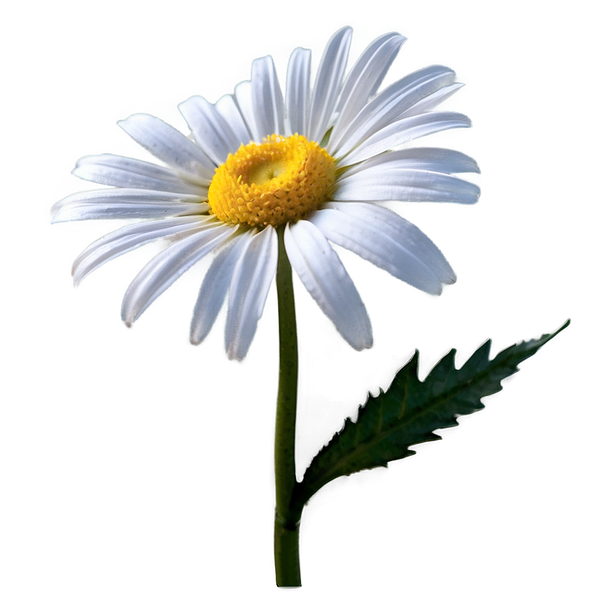 Daisy Graphic Png Hrm30 PNG Image