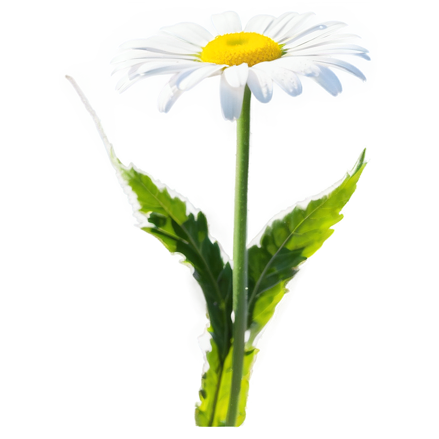 Daisy In Sunlight Png Bdf PNG Image