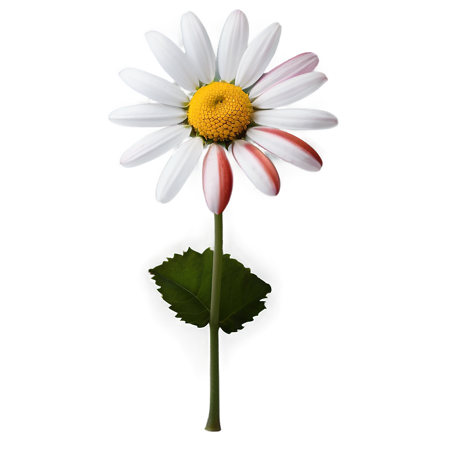 Daisy Logo Png Rho88 PNG Image