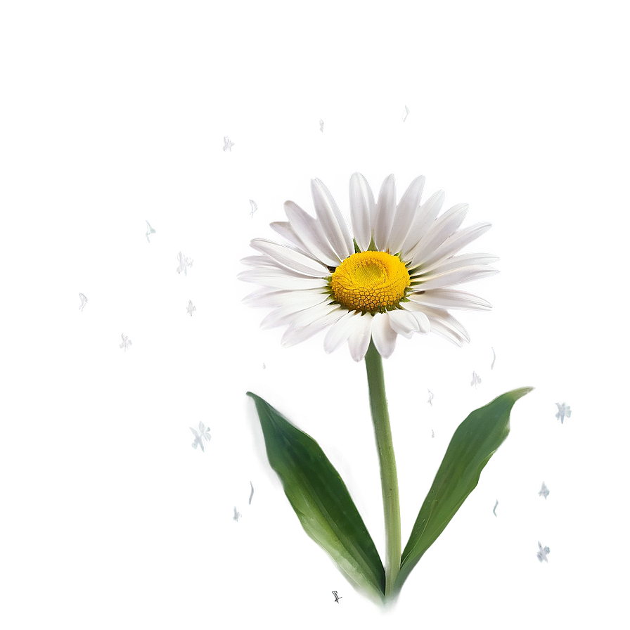 Daisy Outline Png Njo PNG Image