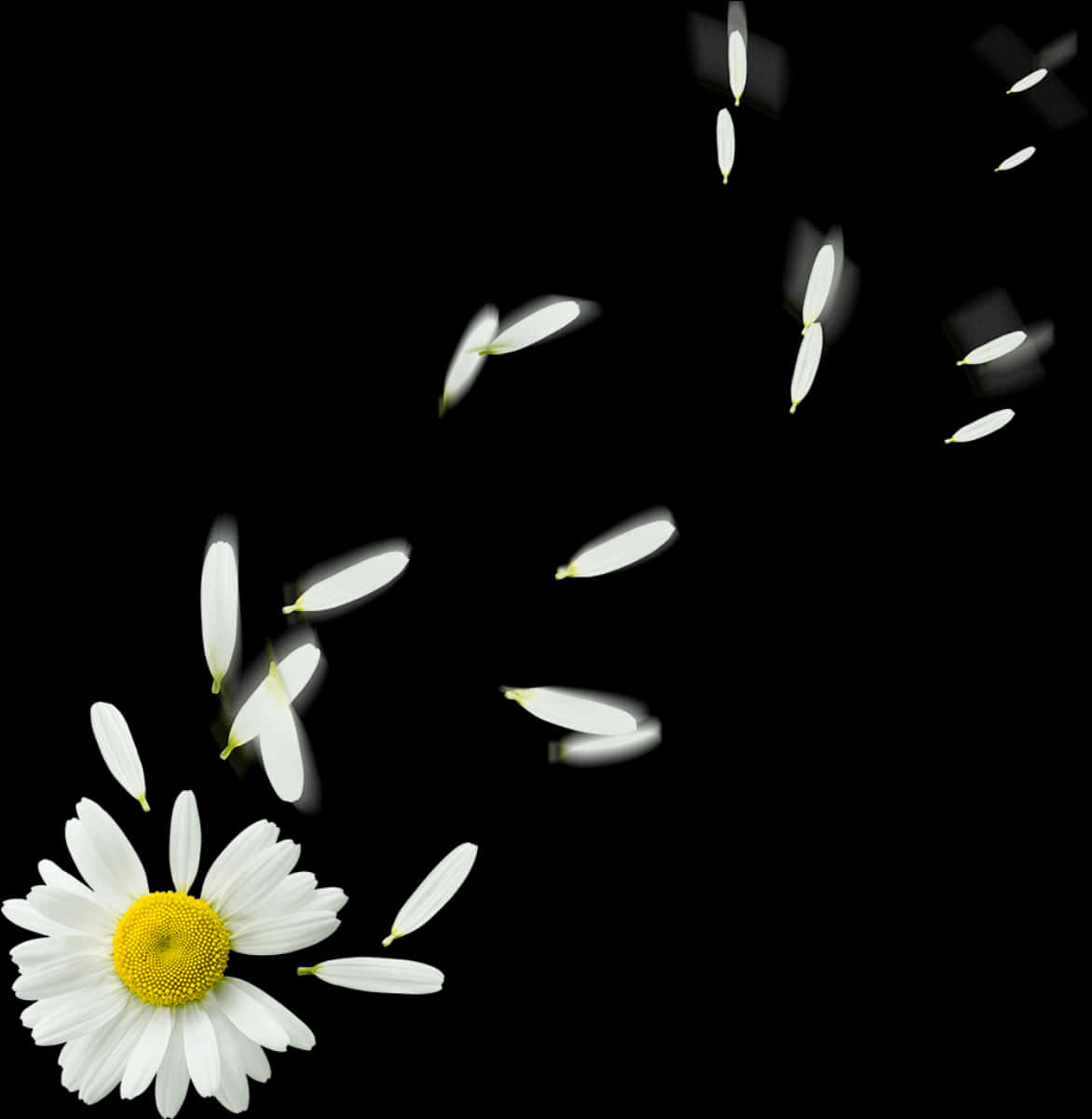 Daisy Petals Falling Black Background PNG Image