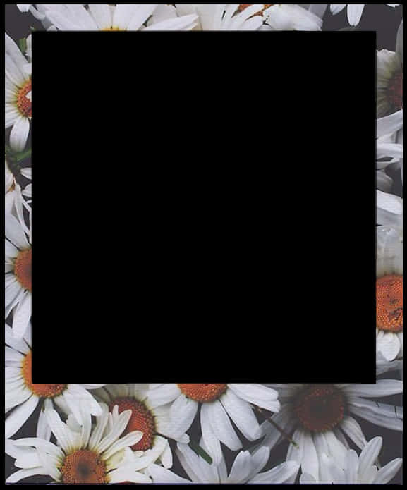 Daisy Polaroid Frame Template PNG Image