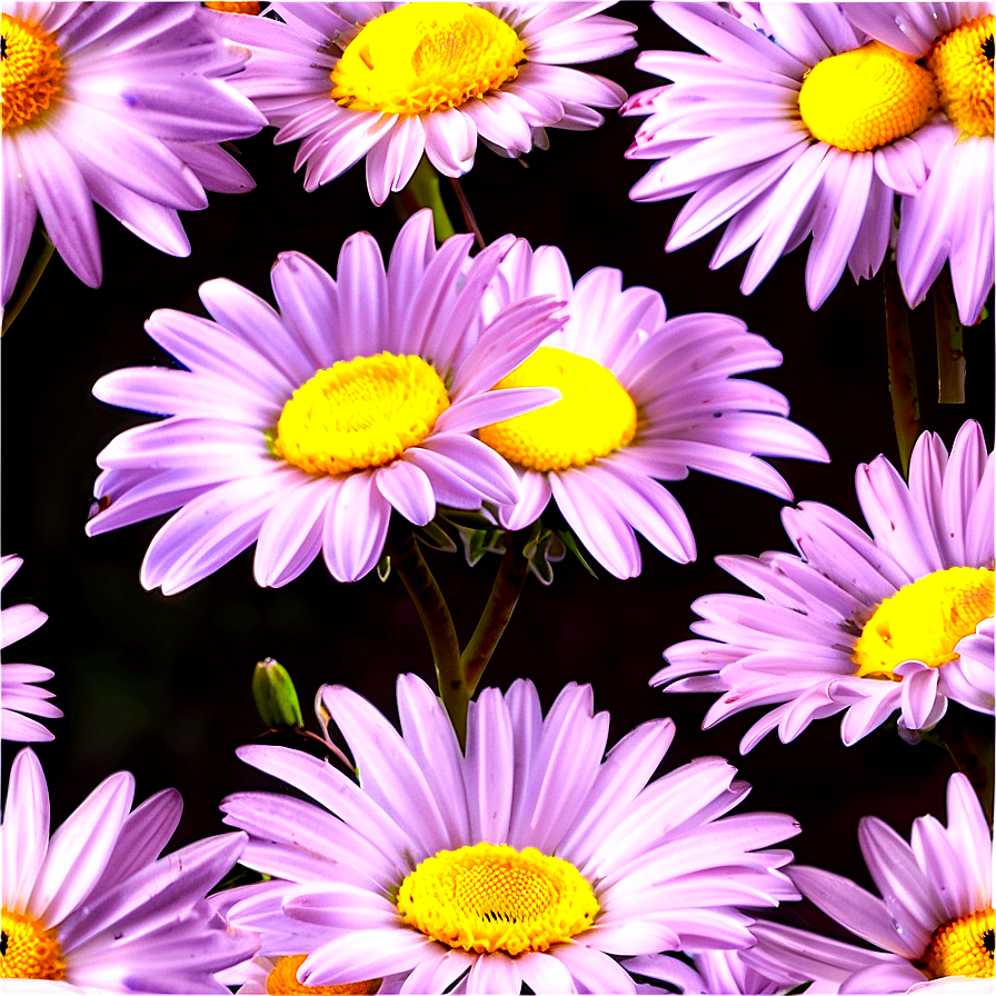 Daisy Print Png 05212024 PNG Image