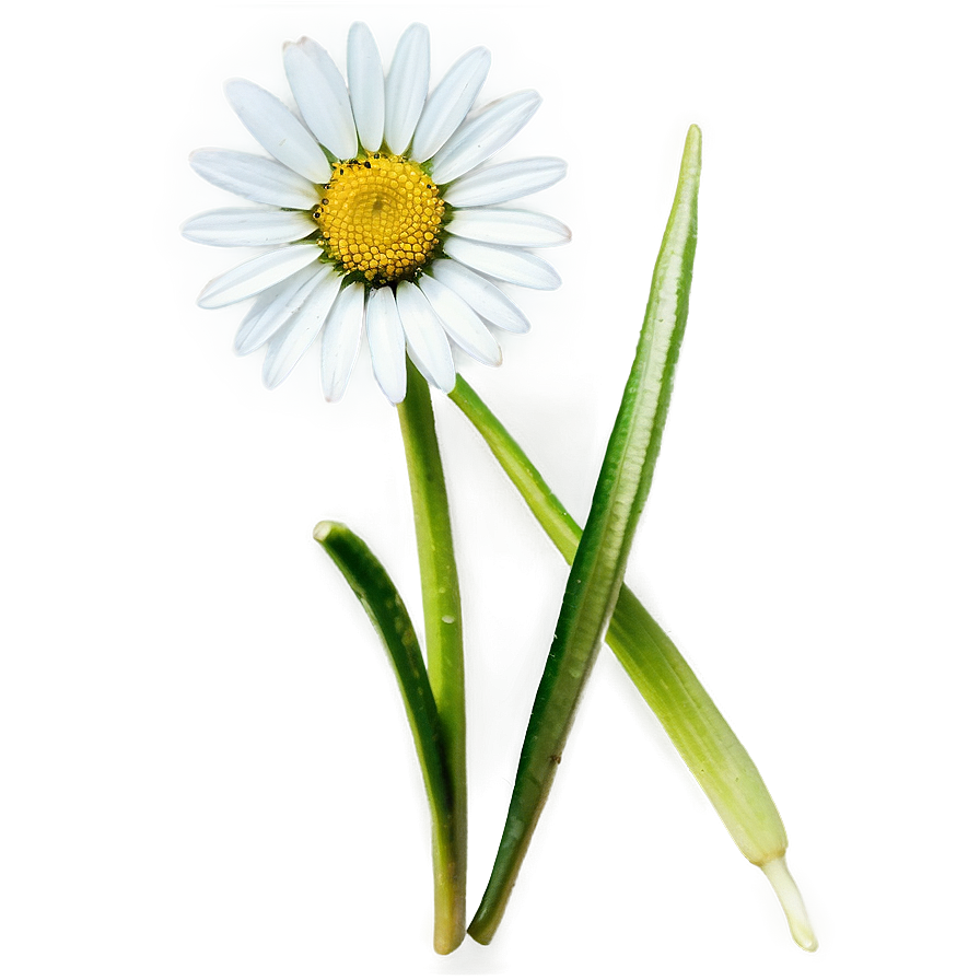 Daisy Seed Png Mak PNG Image