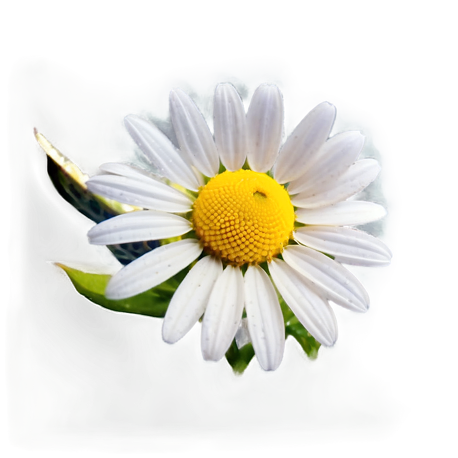 Daisy Seed Png Uol23 PNG Image