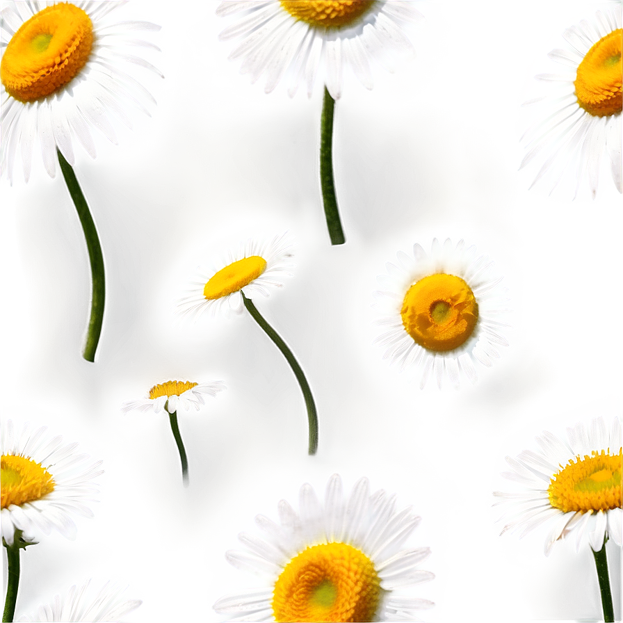 Daisy Sketch Png Iha PNG Image