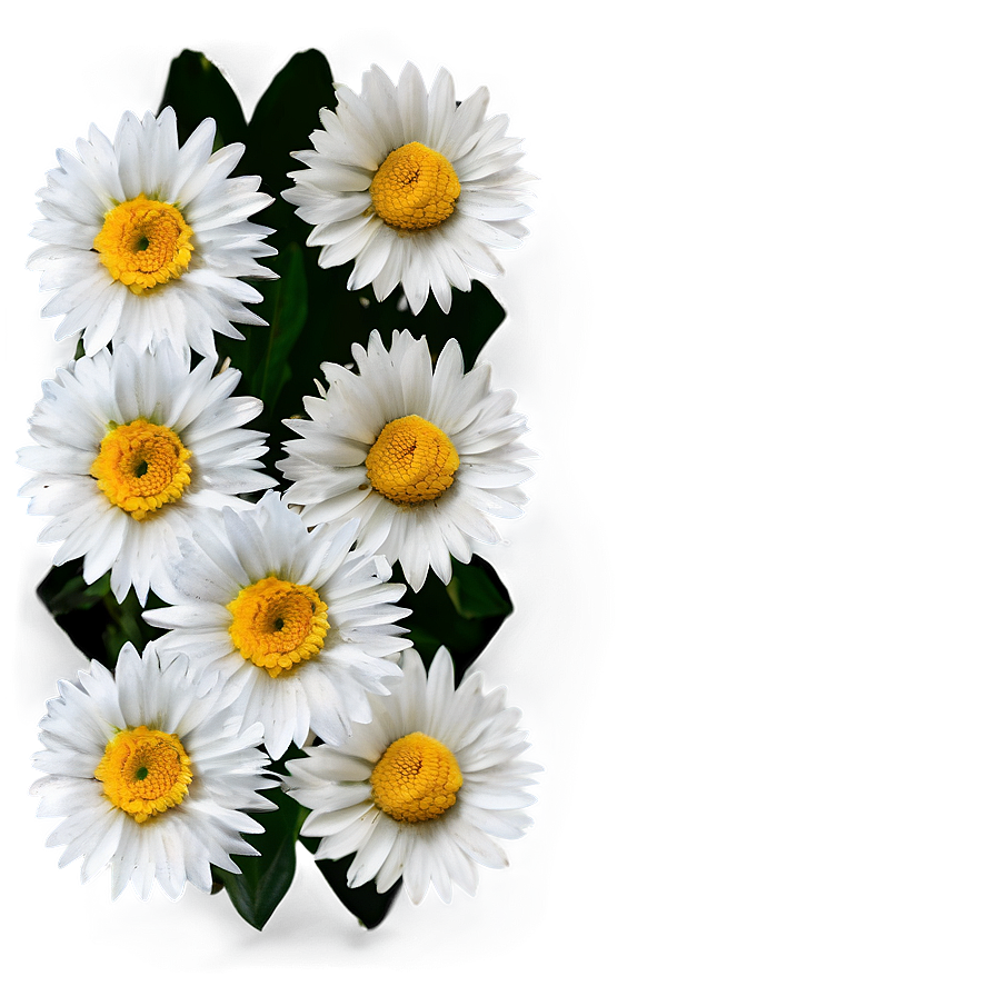 Daisy Texture Png 5 PNG Image