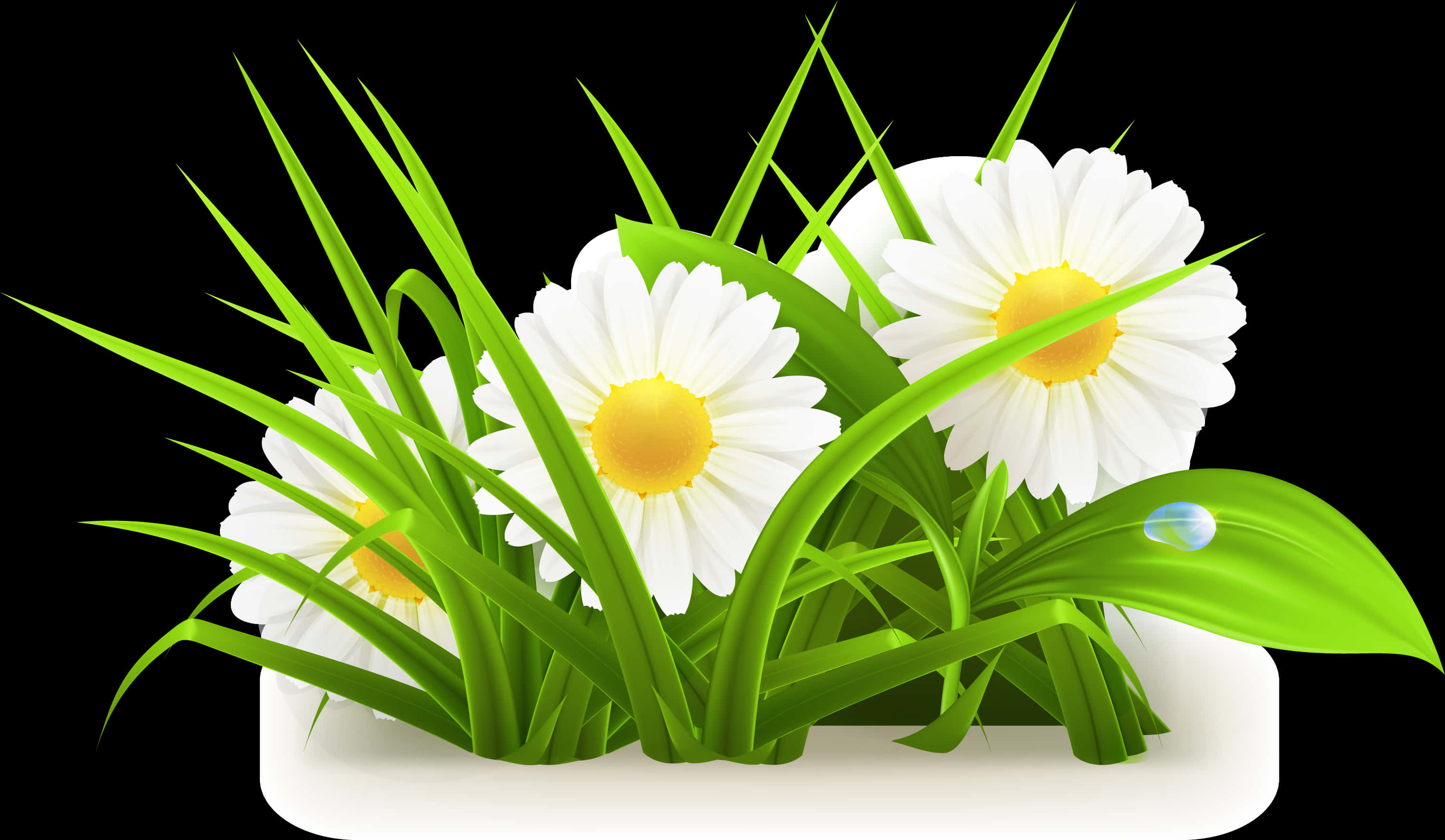 Daisy Vector Illustration PNG Image