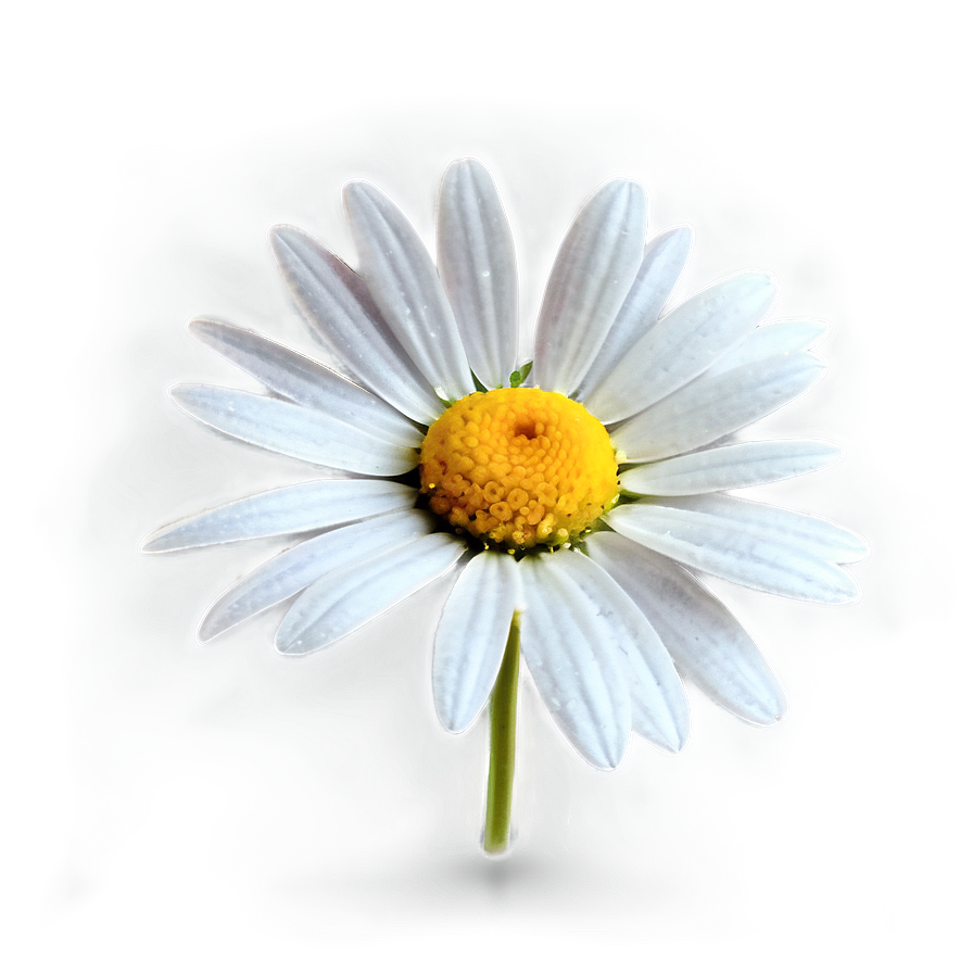 Daisy Watercolor Png 05212024 PNG Image