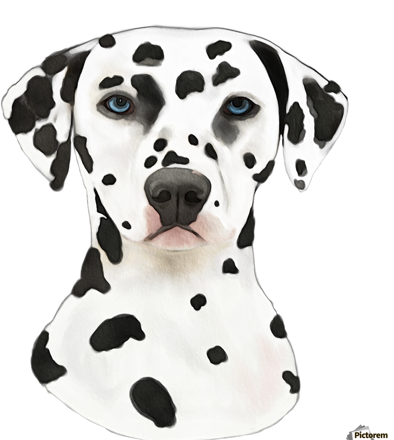 Dalmatian Dog Portrait PNG Image