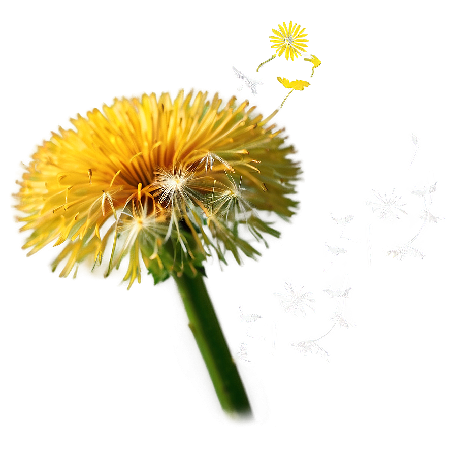 Dandelion Close-up Png Lpo6 PNG Image