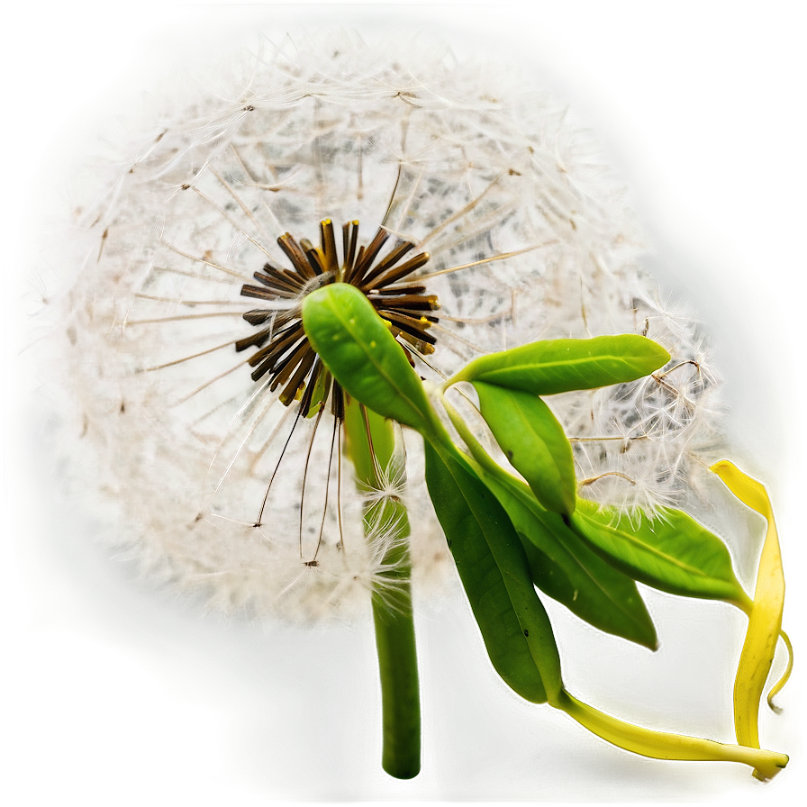 Dandelion Detail Png 06292024 PNG Image