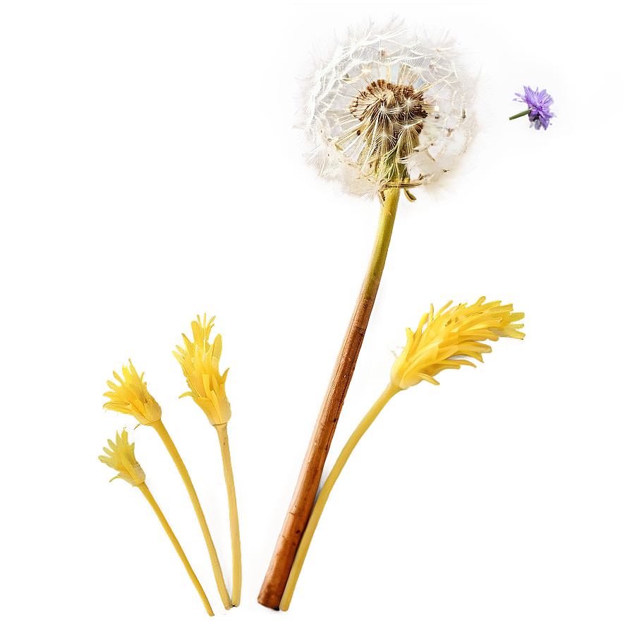 Dandelion In Sunset Png 06292024 PNG Image