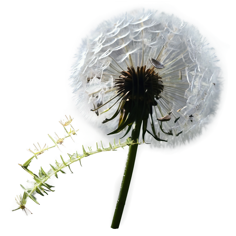 Dandelion In Wind Png 06292024 PNG Image