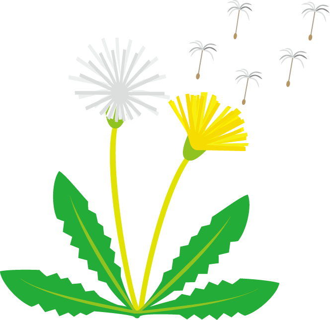 Dandelion_ Life_ Cycle_ Illustration PNG Image