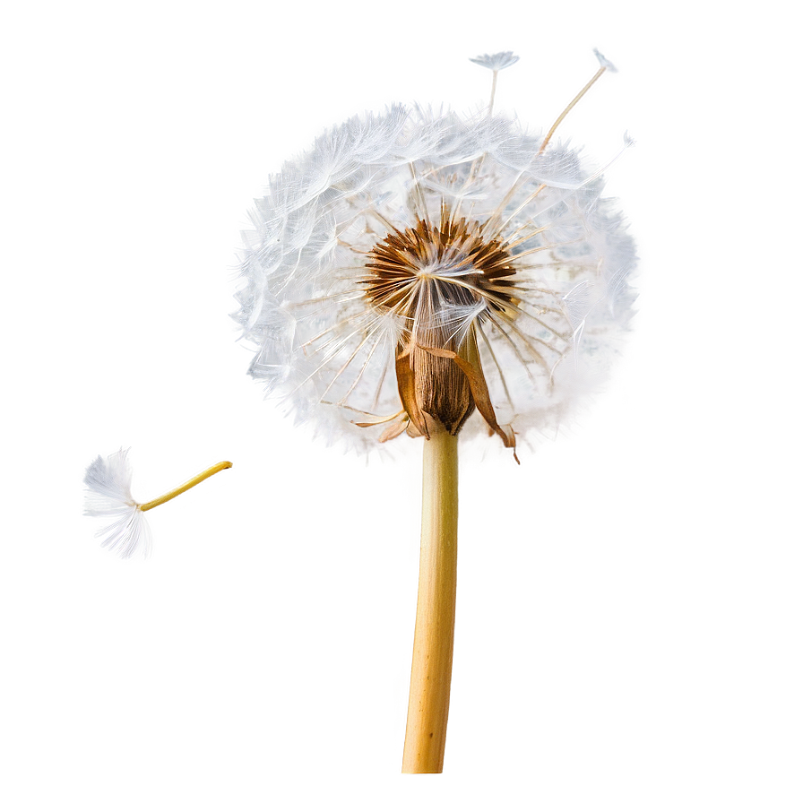 Dandelion Macro Photography Png 05242024 PNG Image